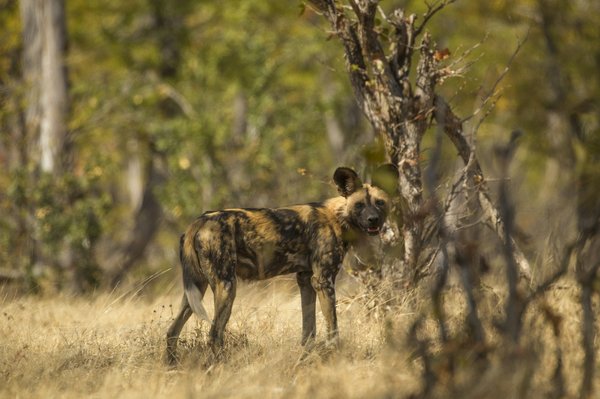 Où observer les lycaons en liberté au Botswana : parcs et périodes idéales ?